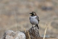 LBL2400490-1200  Horned Lark © Leif Bisschop-Larsen / Naturfoto