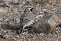 LBL2400512-1200  Horned Lark © Leif Bisschop-Larsen / Naturfoto