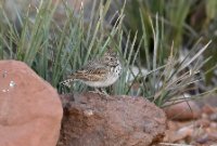 LBL2400548-1200  Thekla's Lark © Leif Bisschop-Larsen / Naturfoto