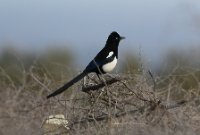 LBL2400556-1200  Maghreb Magpie © Leif Bisschop-Larsen / Naturfoto