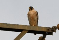 LBL2400568-1200  Barbary Falcon © Leif Bisschop-Larsen / Naturfoto