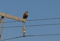 LBL2400616-1200  Long-legged Buzzard © Leif Bisschop-Larsen / Naturfoto