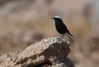 LBL2400620-1200  White-crowned Wheatear © Leif Bisschop-Larsen / Naturfoto