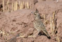 LBL2400671-1200  Crested Lark © Leif Bisschop-Larsen / Naturfoto