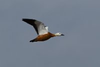 LBL2400704-1200 - copy  Ruddy Shelduck © Leif Bisschop-Larsen / Naturfoto