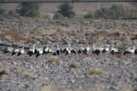 LBL2400713-1200 - copy  Wintering White Stork © Leif Bisschop-Larsen / Naturfoto