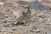 LBL2400714-1200  Thekla's / Crested Lark © Leif Bisschop-Larsen / Naturfoto