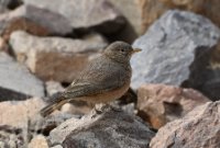 LBL2400720-1200  Desert Lark © Leif Bisschop-Larsen / Naturfoto