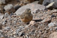 LBL2400731-1200  Desert Lark © Leif Bisschop-Larsen / Naturfoto