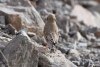 LBL2400747-1200  Trumpeter Finch © Leif Bisschop-Larsen / Naturfoto