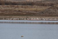 LBL2400758-1200  Greater Flamingo © Leif Bisschop-Larsen / Naturfoto