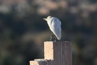 LBL2400776-1200  Cattle Egret © Leif Bisschop-Larsen / Naturfoto