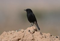 LBL2400783-1200  White-crowned Wheatear juv © Leif Bisschop-Larsen / Naturfoto