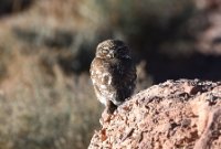 LBL2400793-1200  Little Owl © Leif Bisschop-Larsen / Naturfoto