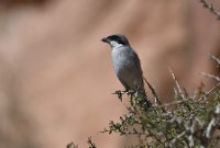 LBL2400801-1200  Great Grey Shrike © Leif Bisschop-Larsen / Naturfoto