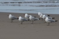 LBL2400868-1200  Audouin's Gull © Leif Bisschop-Larsen / Naturfoto