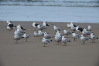 LBL2400872-1200  Audouin's Gull and Lesser Black-backed Gull © Leif Bisschop-Larsen / Naturfoto