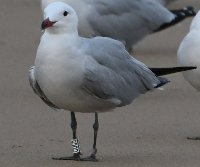 LBL2400872-udsn  Audouin's Gull ringed in 2021 at Ebro delta, Spain © Leif Bisschop-Larsen / Naturfoto