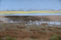 LBL2400906-1200  Calidris waders in Oued Massa © Leif Bisschop-Larsen / Naturfoto