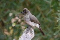 LBL2400924-1200  Common Bulbul © Leif Bisschop-Larsen / Naturfoto