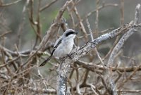 LBL2400950-1200  Great Grey Shrike © Leif Bisschop-Larsen / Naturfoto