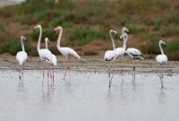 LBL2400956-1200  Greater Flamingo © Leif Bisschop-Larsen / Naturfoto