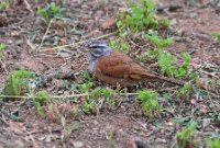 LBL2400973-1200  House Bunting © Leif Bisschop-Larsen / Naturfoto