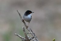 LBL2400982-1200  Sardinian Warbler © Leif Bisschop-Larsen / Naturfoto