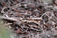 LBL2400996-1200  Red-necked Nightjar © Leif Bisschop-Larsen / Naturfoto