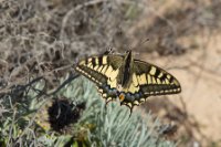 LBL1900508-1200  Swallovtail, Papilio machaon.  © Leif Bisschop-Larsen / Naturfoto