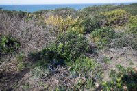 LBL1900549-1200  Scrub vegetation, Cabo Sardao.  © Leif Bisschop-Larsen / Naturfoto