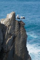 LBL1900574-1200  White Stork, Ciconia ciconia nesting on sea cliffs, Cabo Sardao.  © Leif Bisschop-Larsen / Naturfoto