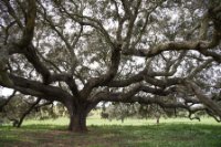 LBL1900598-1200  One, very old oak-tree.  © Leif Bisschop-Larsen / Naturfoto