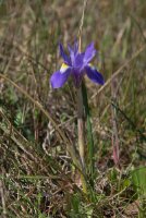 LBL1900671-1200  Iris sp.  © Leif Bisschop-Larsen / Naturfoto