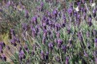 LBL1900675-1200  French Lavender, Lavendula stoechas.  © Leif Bisschop-Larsen / Naturfoto