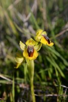 LBL1900763-1200  Ophrys lutea, Cabo Espichel.  © Leif Bisschop-Larsen / Naturfoto