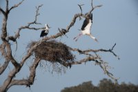 LBL1900859-1200  White Stork nesting in oak-tree.  © Leif Bisschop-Larsen / Naturfoto