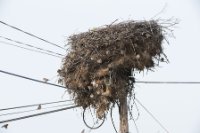 LBL1900959-1200  Storks nest filled with Spanish Sparrows, Passer hispaniolensis, and House Sparrows, P. domesticus.  © Leif Bisschop-Larsen / Naturfoto