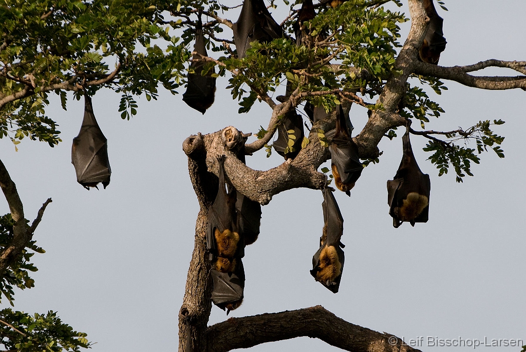 LBL1301446-1200 Common Flying-fox (Pteropus gigantheus)