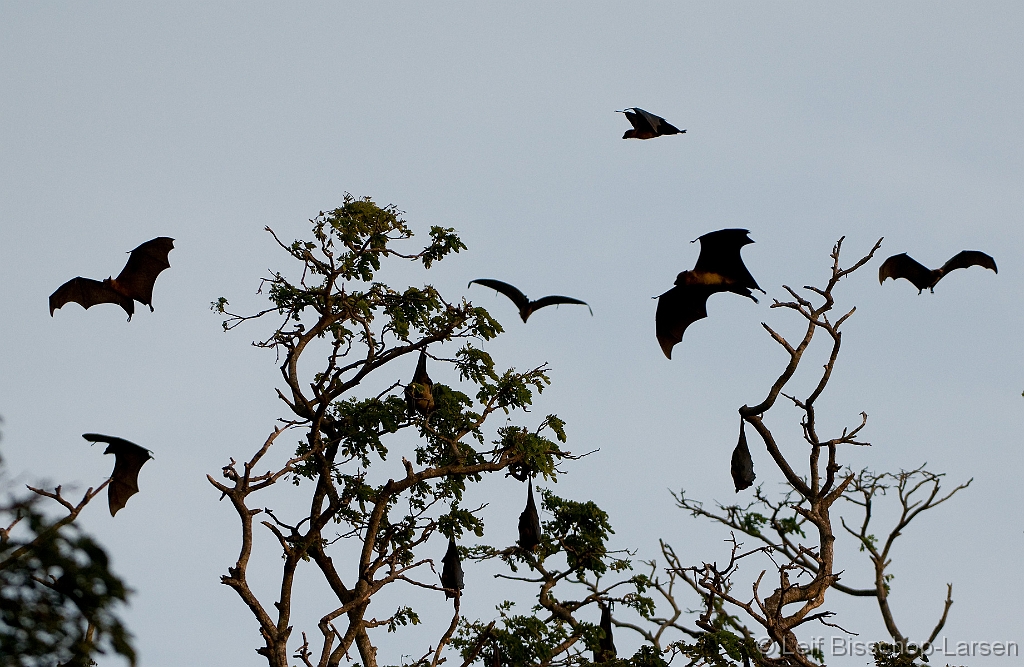 LBL1301544-1200 Common Flying-fox (Pteropus gigantheus)