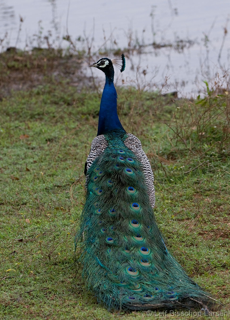 LBL1301765-1200 Indian Peafowl (Pavo cristatus)