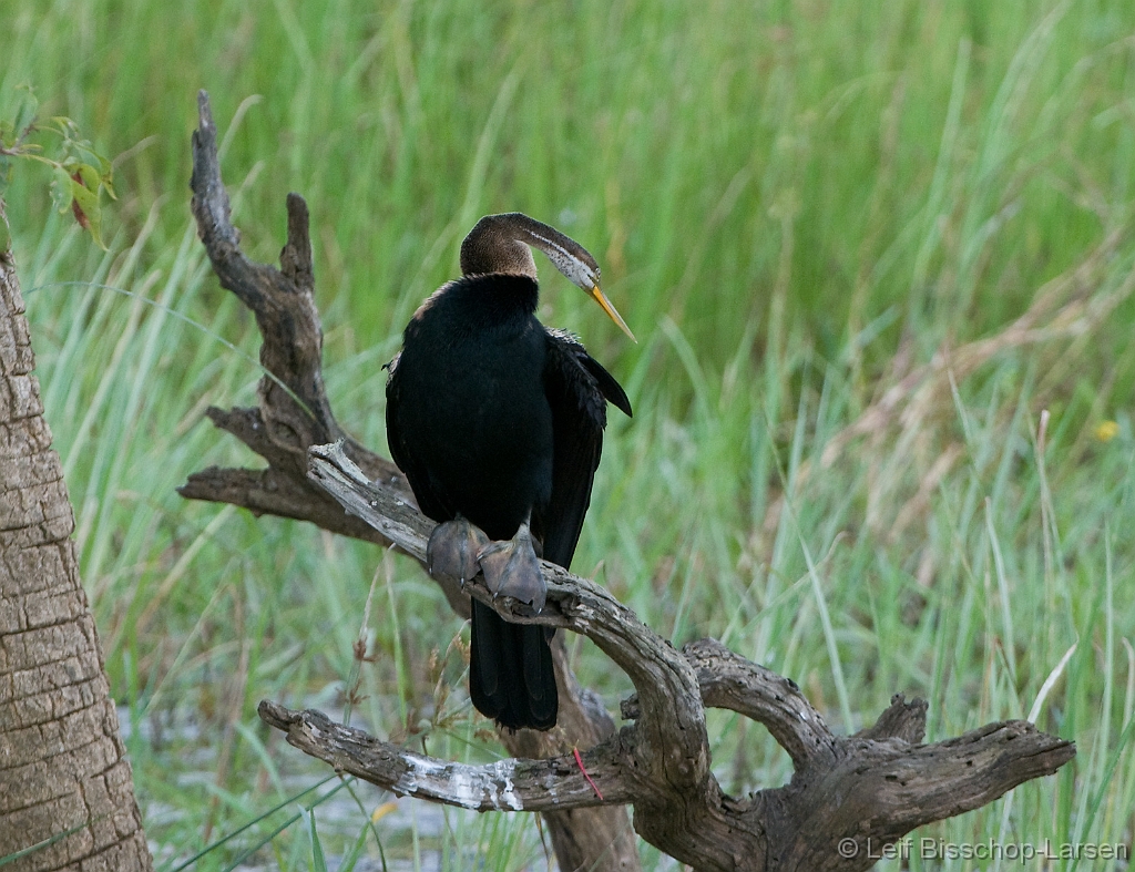 LBL1301919-1200 Darter (Anhinga melanogaster)