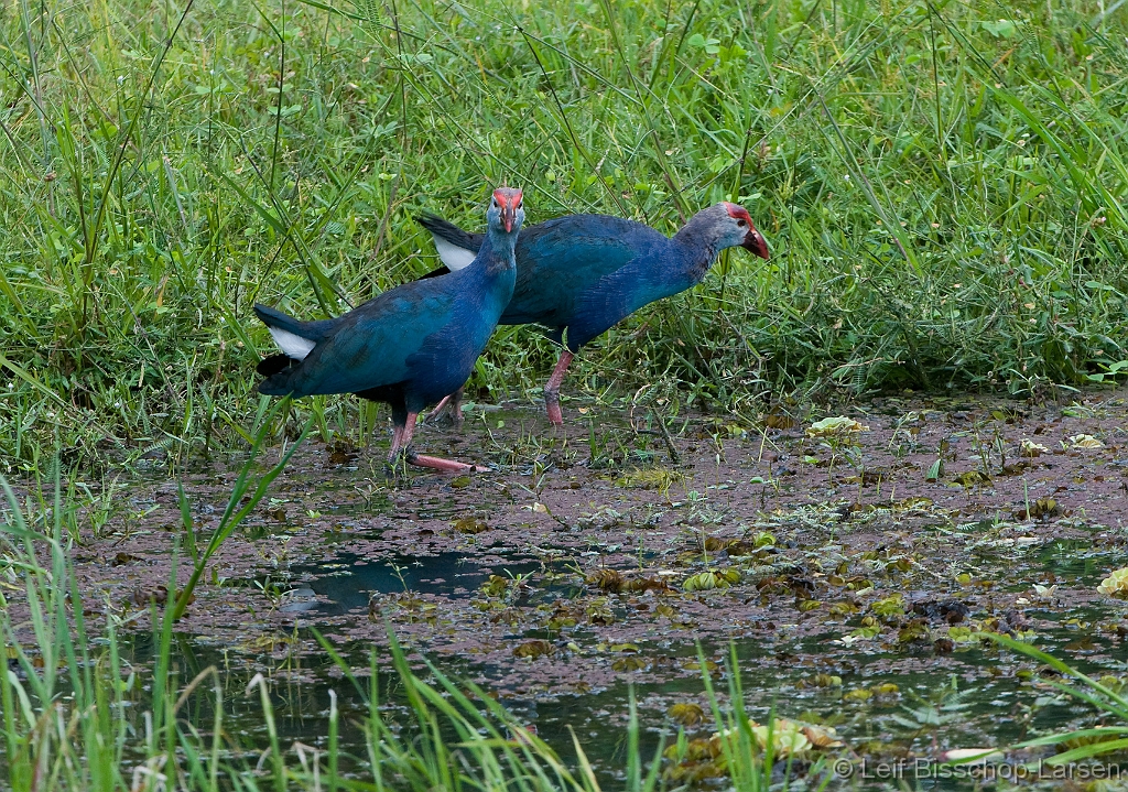 LBL1302183-1200 Purple Swamphen (Porphyrio porphyrio)