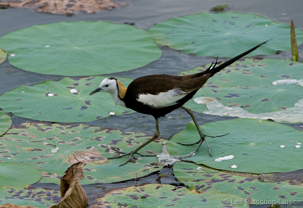 LBL1302216-1200 Pheasant-tailed Jacana (Hydrophasianus chirurgus)