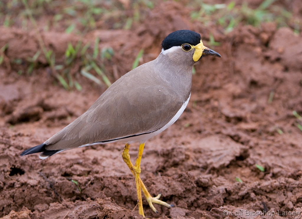 LBL1302402-1200 Yellow-wattled Lapwing (Vanellus malabaricus)