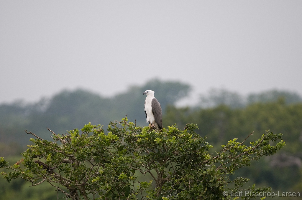 LBL1302511-1200 White-bellied Sea Eagle (Haliaeetus leucogaster)