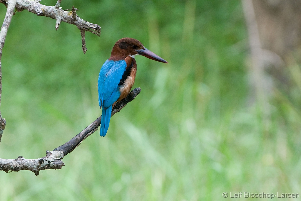 LBL1302605-1200 White-throated Kingfisher (Halcyon smyrnensis)