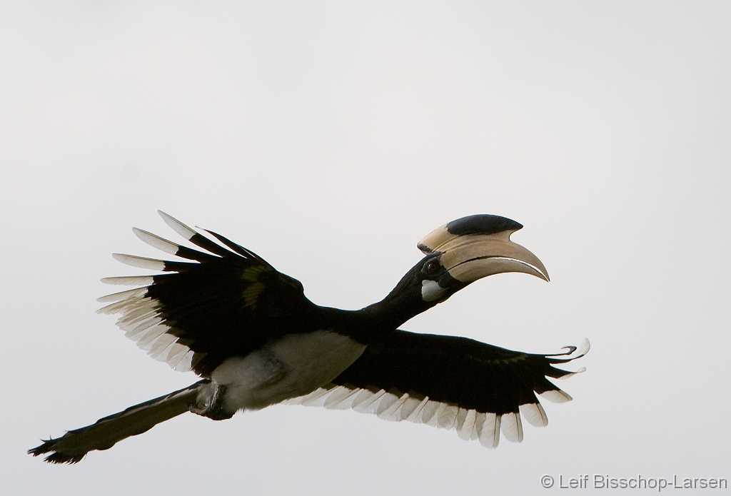 LBL1302617-1200 Malabar Pied Hornbill (Anthracoceros coronatus)