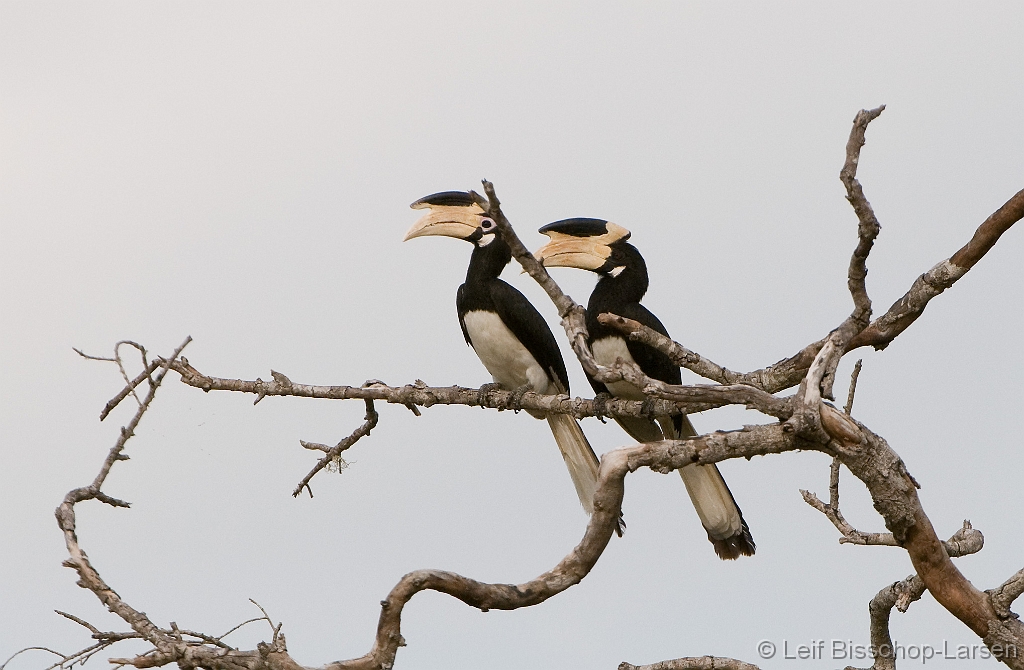 LBL1302637-1200 Malabar Pied Hornbill (Anthracoceros coronatus)