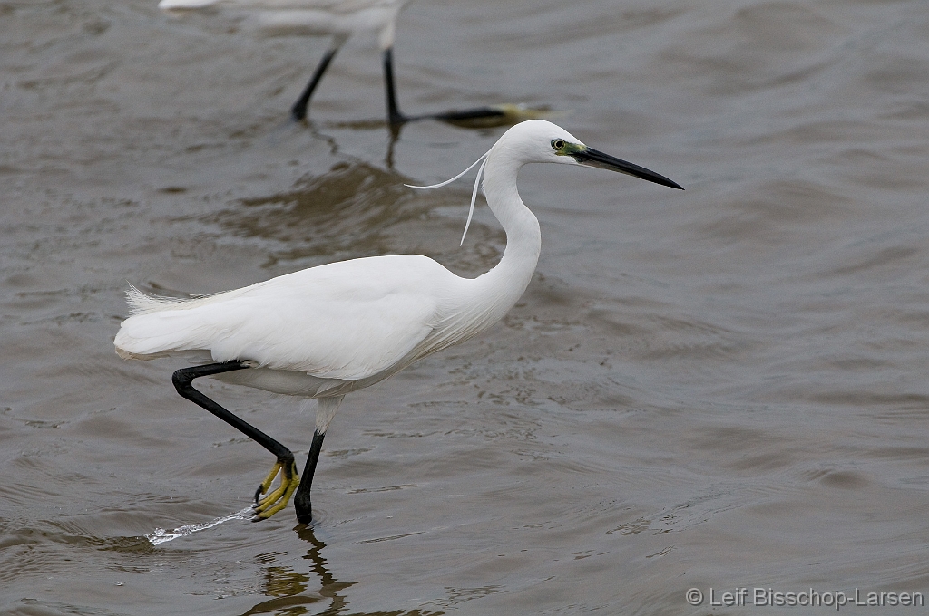 LBL1302886-1200 Little Egret (Egretta garzetta)